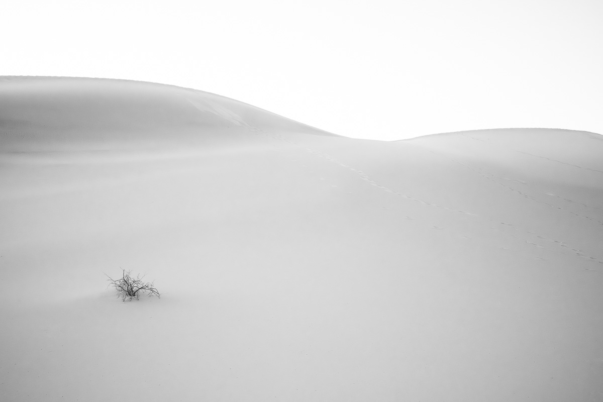 Lone dried shrub on minimalist white sand dunes