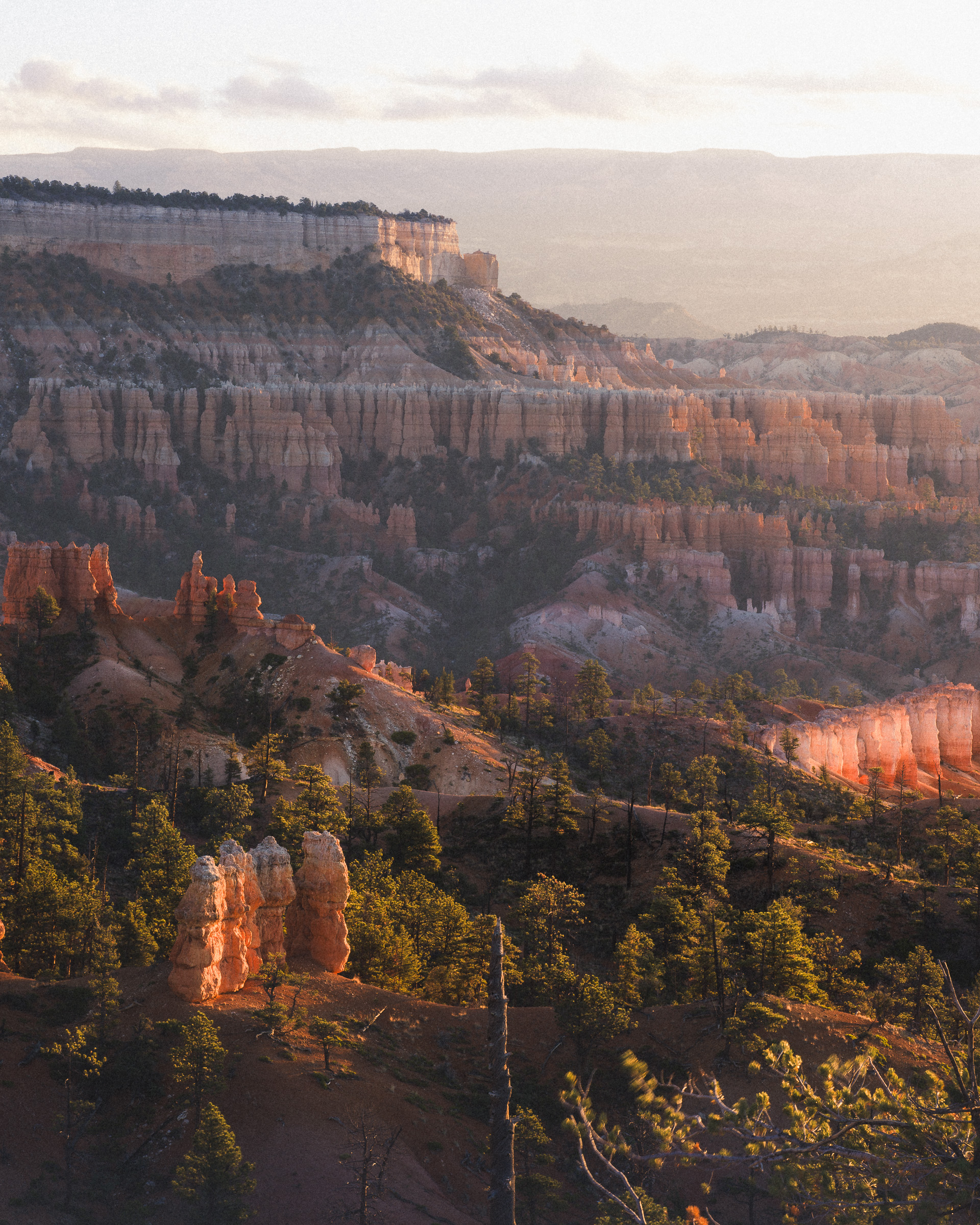 Warm light catches hoodoo pinnacles emerging from pine forest at Bryce Canyon.