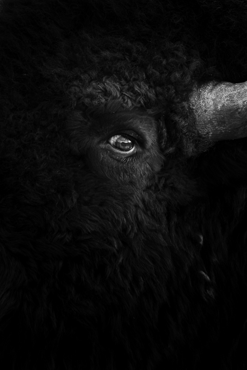A bison's eye gleams from a sea of dark, curling fur.