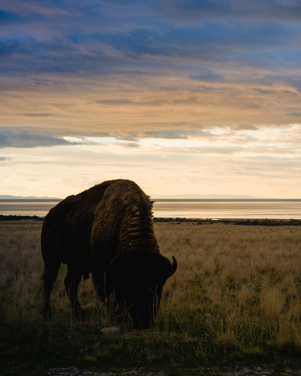 A lone bison grazes at twilight on the shores of the Great Salt Lake.