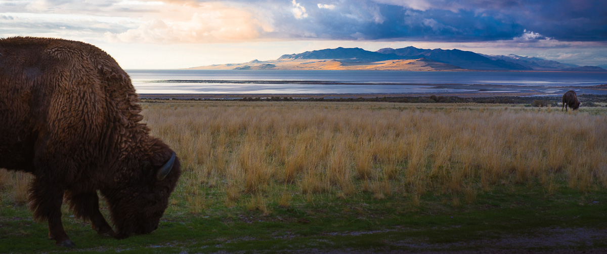 Bison graze across golden grasslands as storm clouds gather over distant mountains.