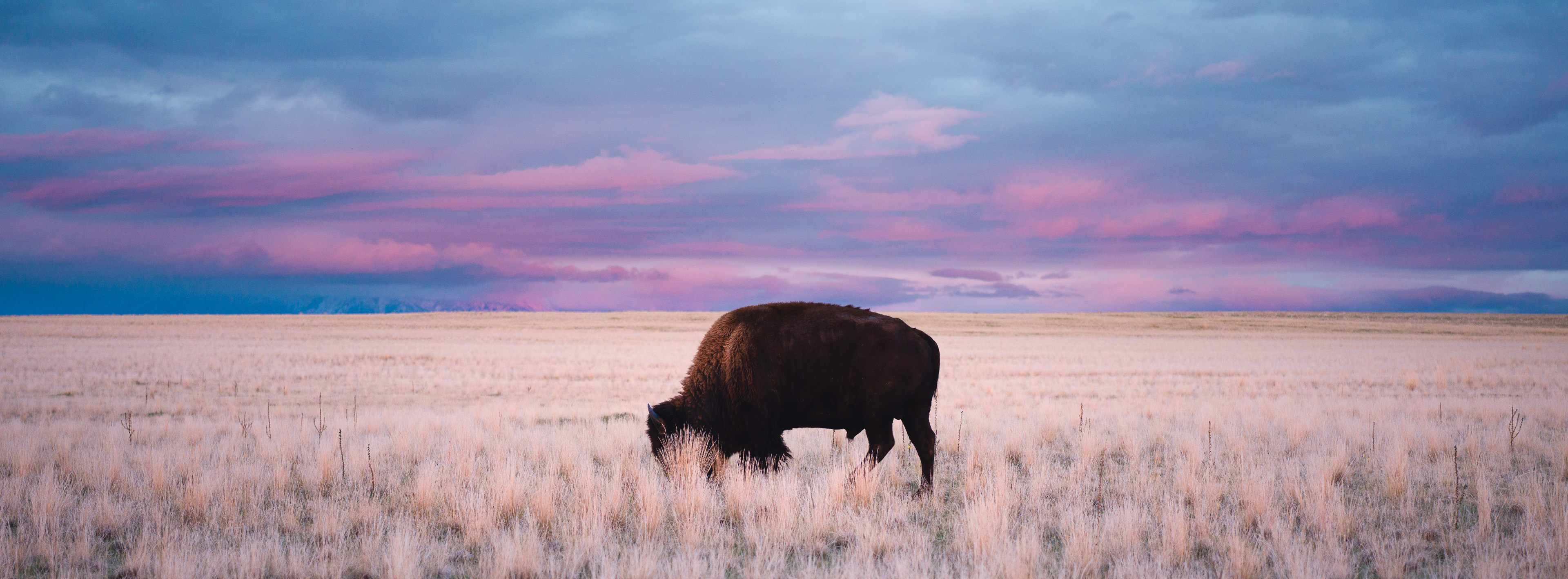 A lone bison grazes beneath a violet dusk on the open plains.