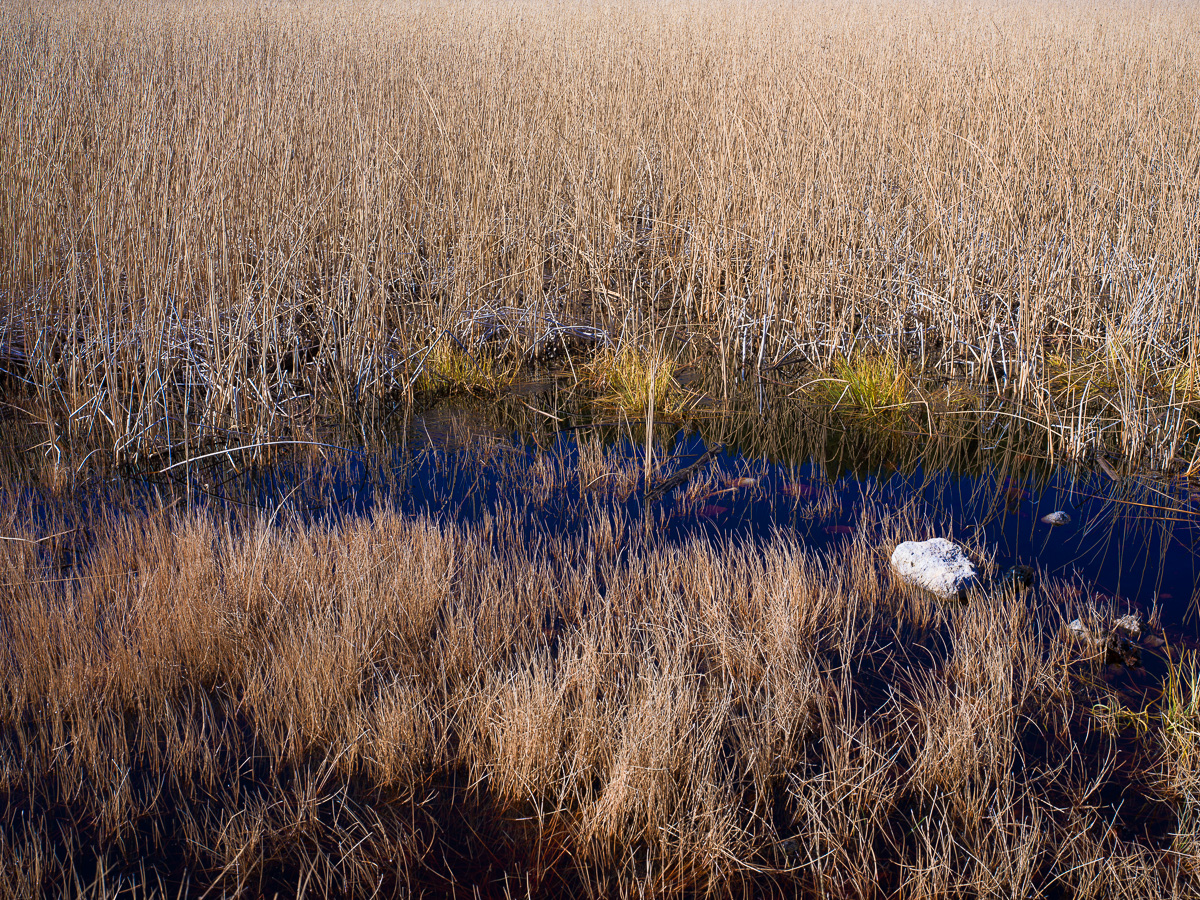 Golden reeds and dark water form an abstract autumn wetland tapestry.