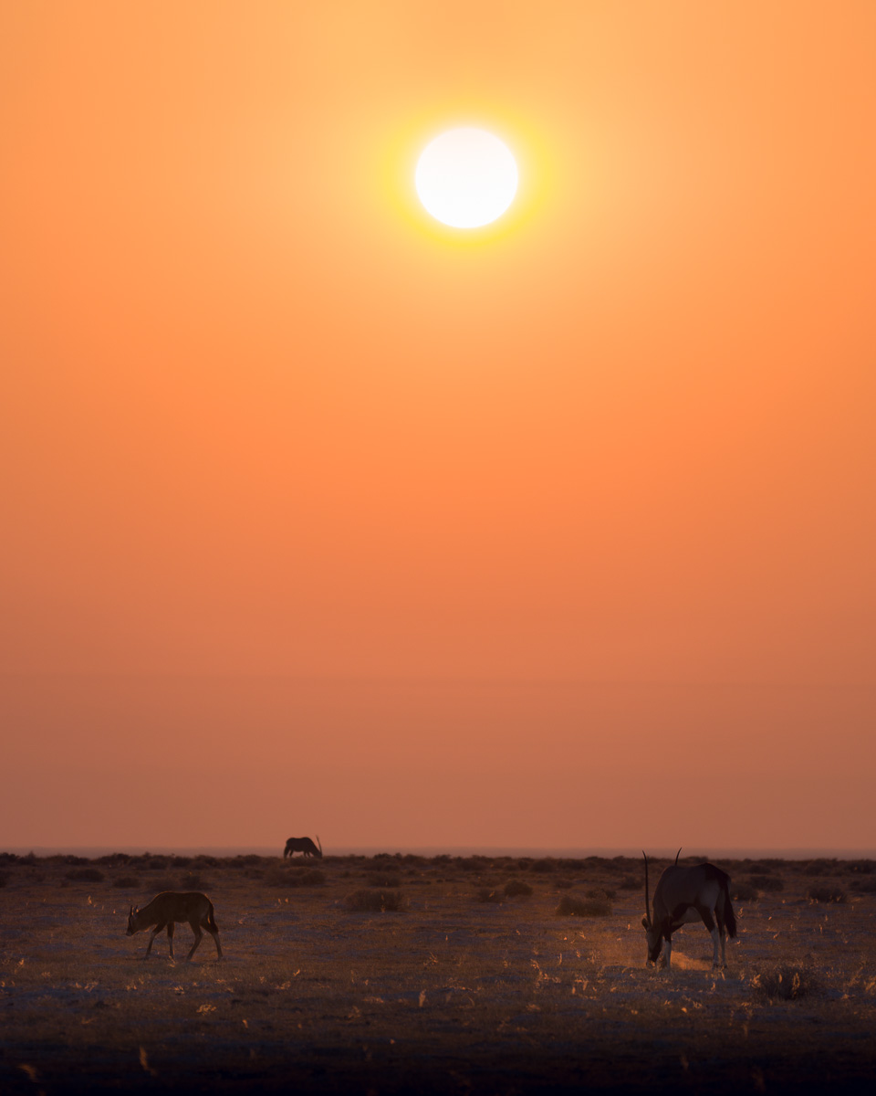 Oryx graze beneath a blazing sunset on the Etosha pan horizon.