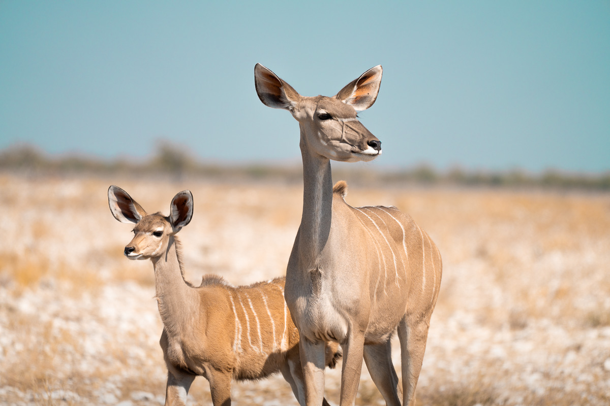 A kudu mother and calf stand alert on the sunlit Etosha plain.