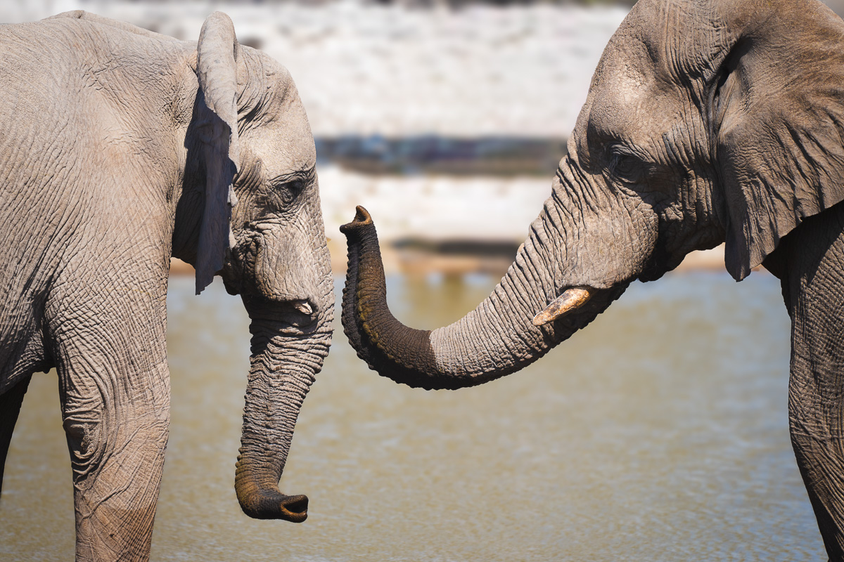 Two elephants greet trunk to trunk at a shimmering waterhole.