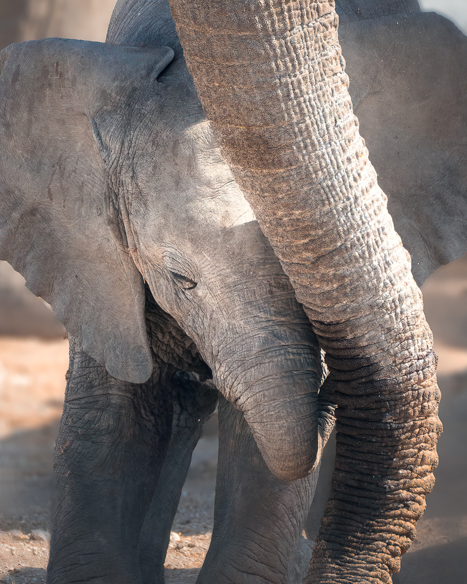 A young elephant shelters beneath its mother's reassuring trunk.