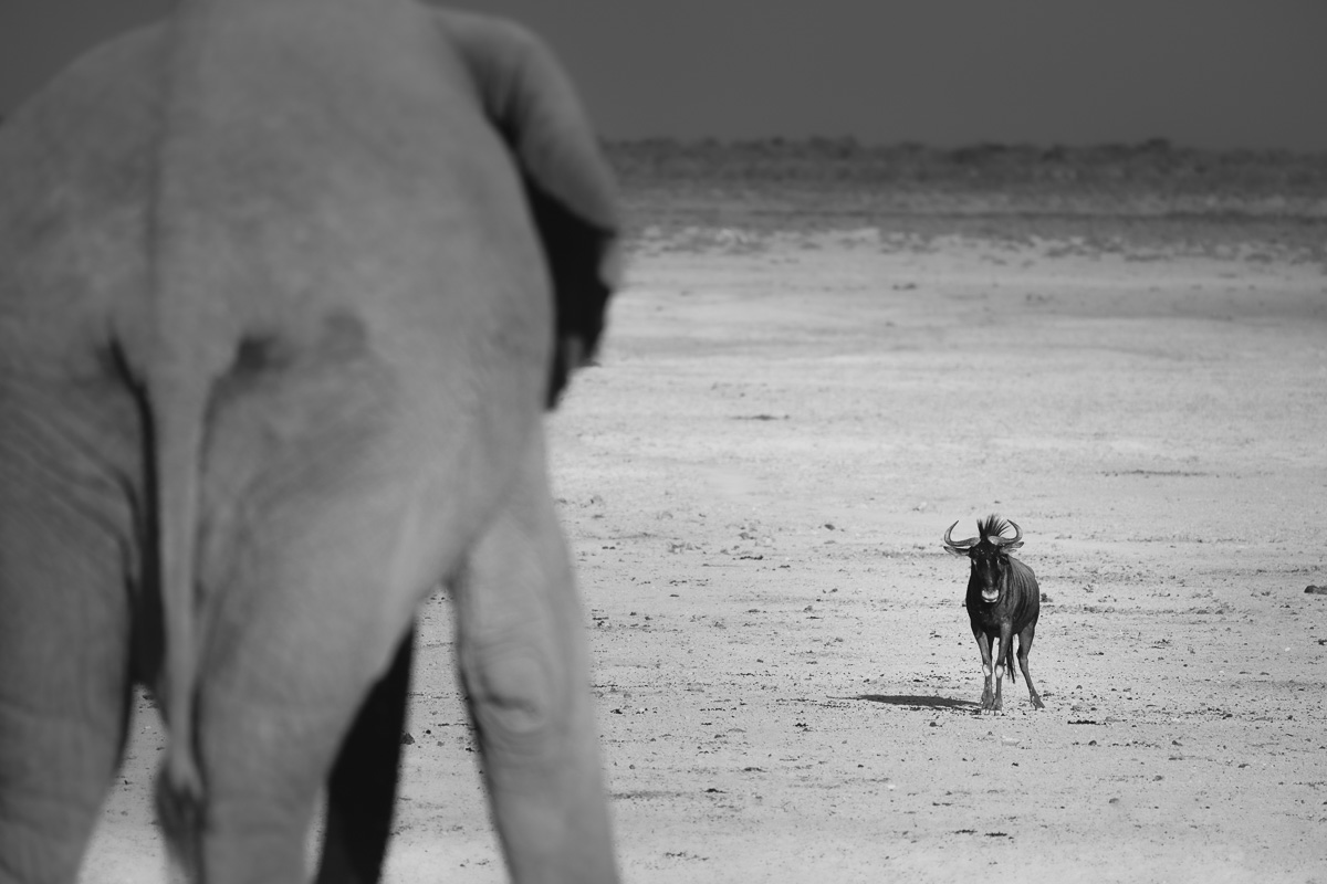 A wildebeest approaches as an elephant looms large across the salt pan.