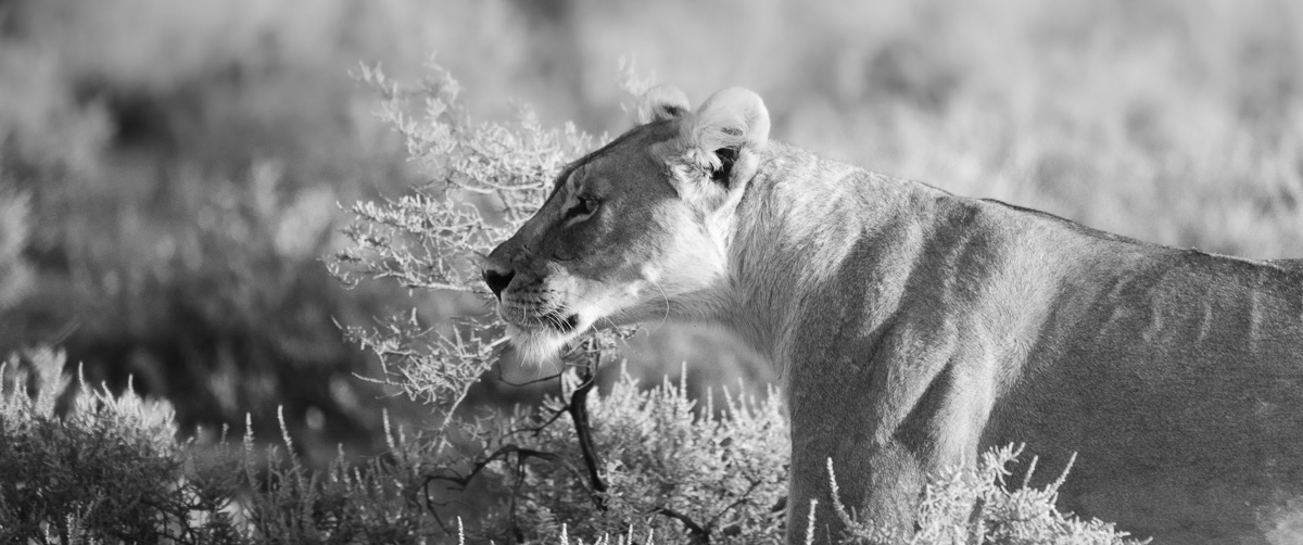 A lioness stalks through bleached scrub, poised and watchful.