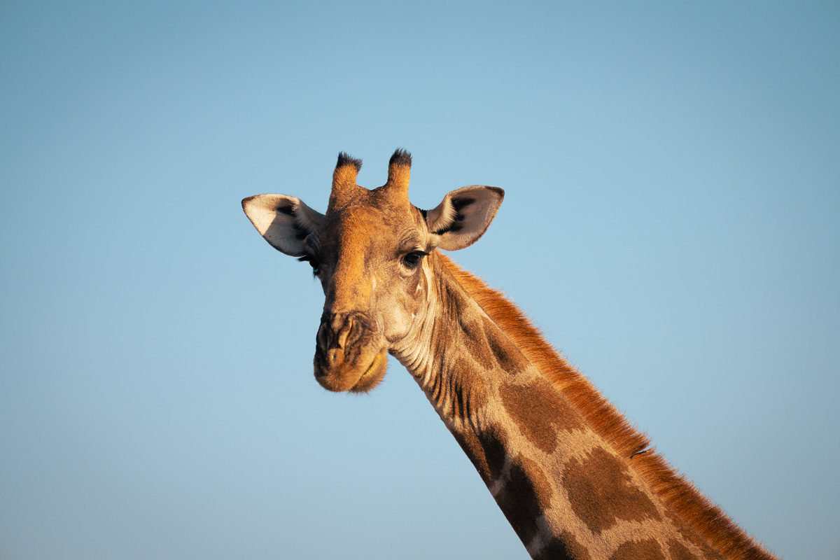 A giraffe regards the viewer with quiet dignity against an open blue sky.
