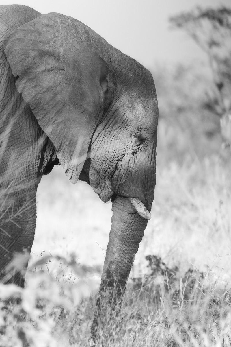 An elephant's weathered face emerges in profile, etched with ancient wrinkles.