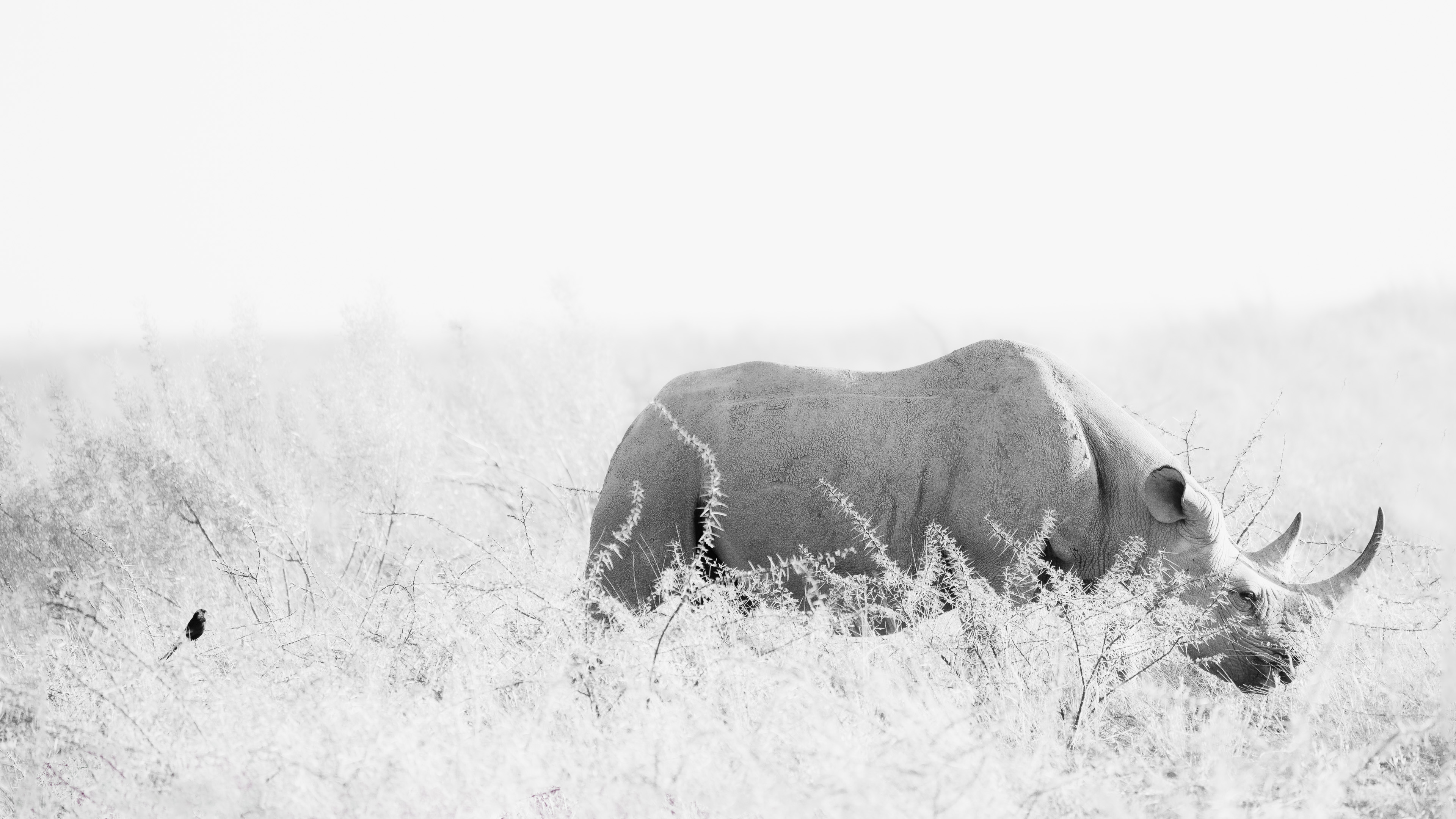 A black rhinoceros grazes in pale thornveld, observed by a lone bird.