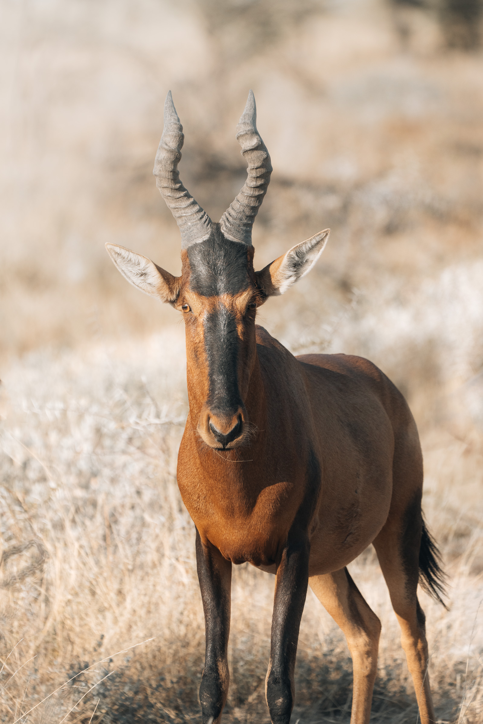 A red hartebeest stands alert in dry grass, locking eyes with the lens.