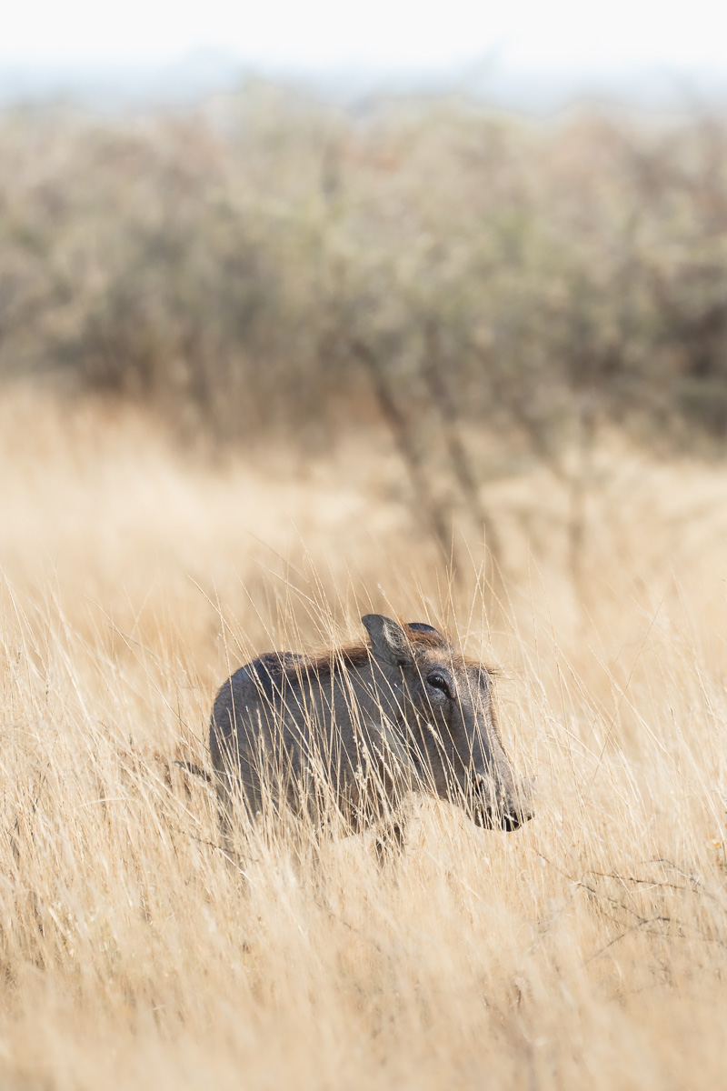 A warthog peers through tall golden grass, half-concealed by the savanna.