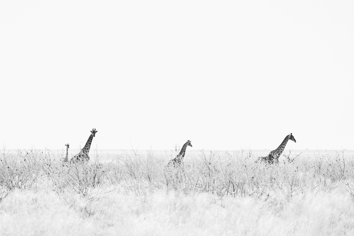 Three giraffes rise like sentinels above a vast, bleached bushveld expanse.