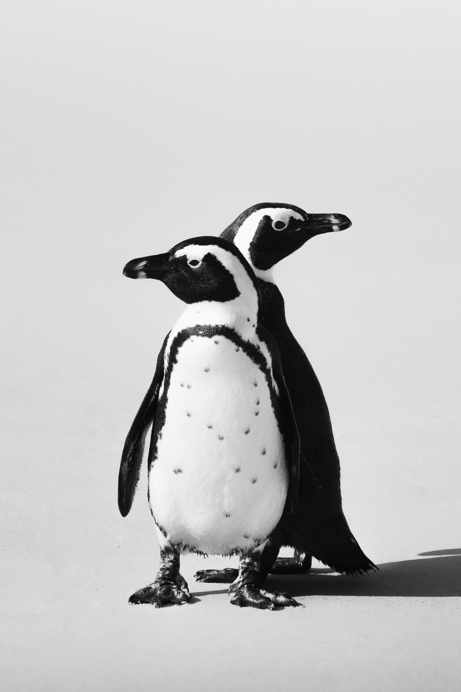 Two African penguins stand together on white sand, gazing in unison seaward.