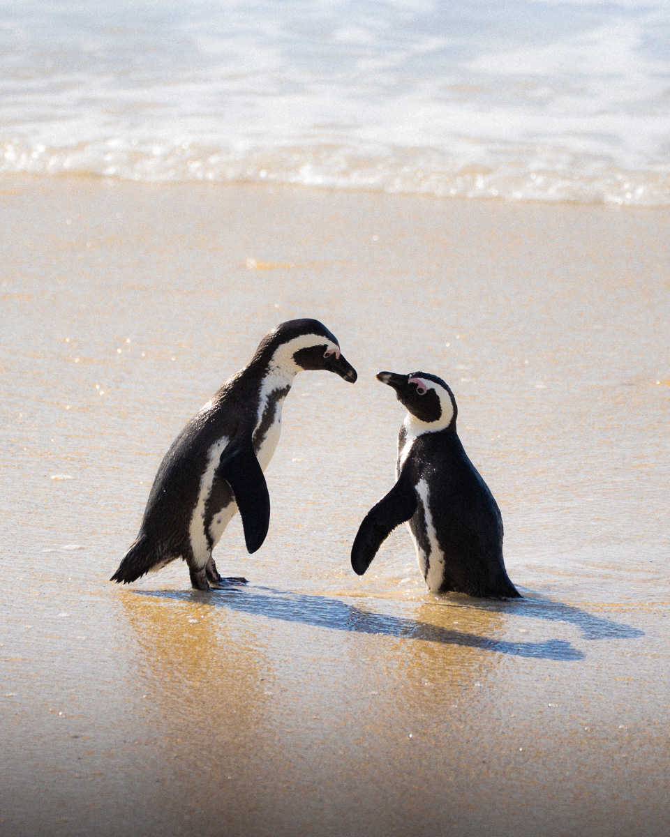 Two penguins face each other at the water's edge in tender exchange.