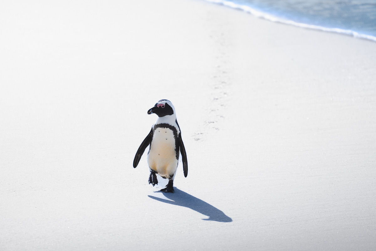 An African penguin walks alone across white sand, trailing its own shadow.