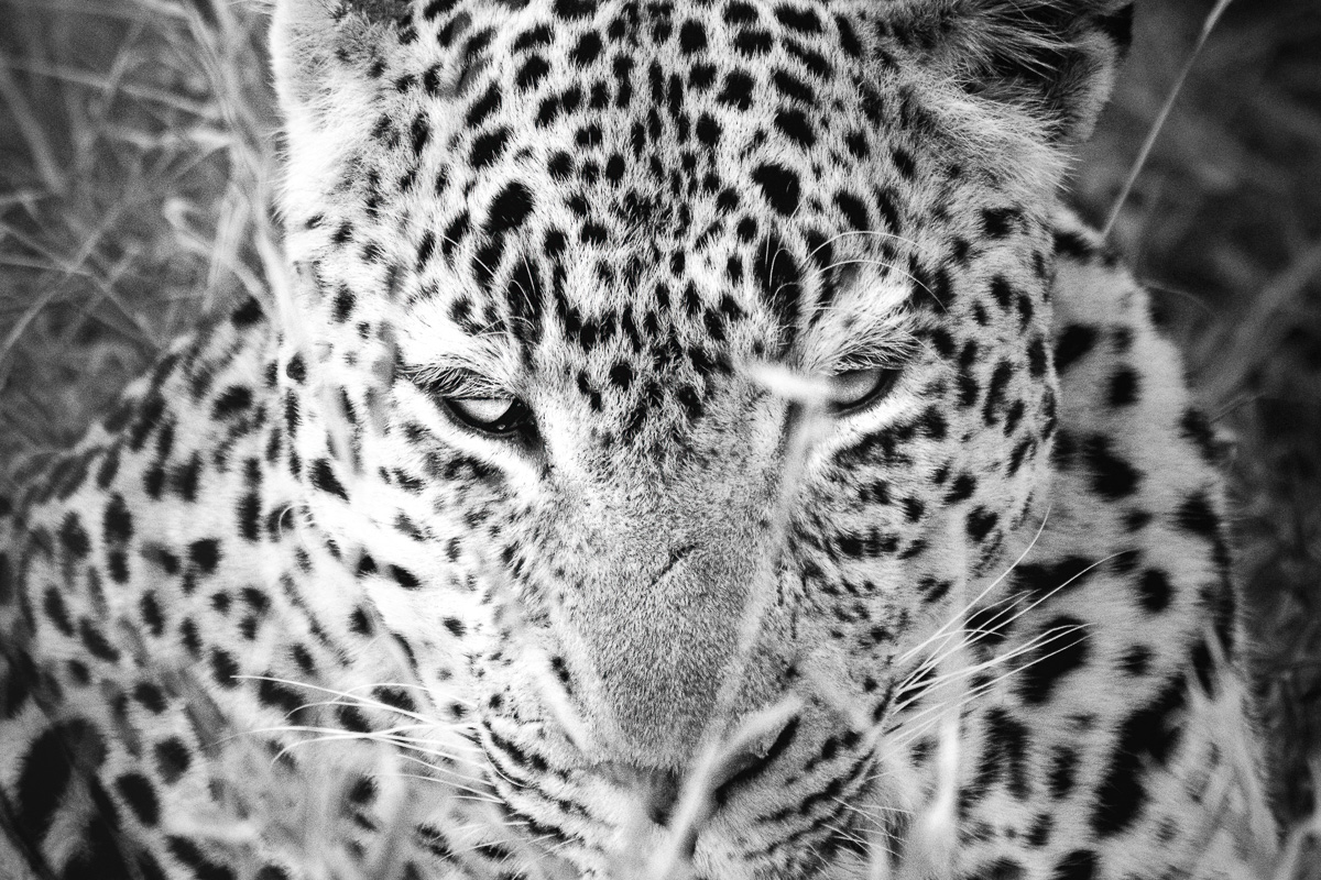A leopard's unblinking stare fills the frame in stark monochrome intimacy.