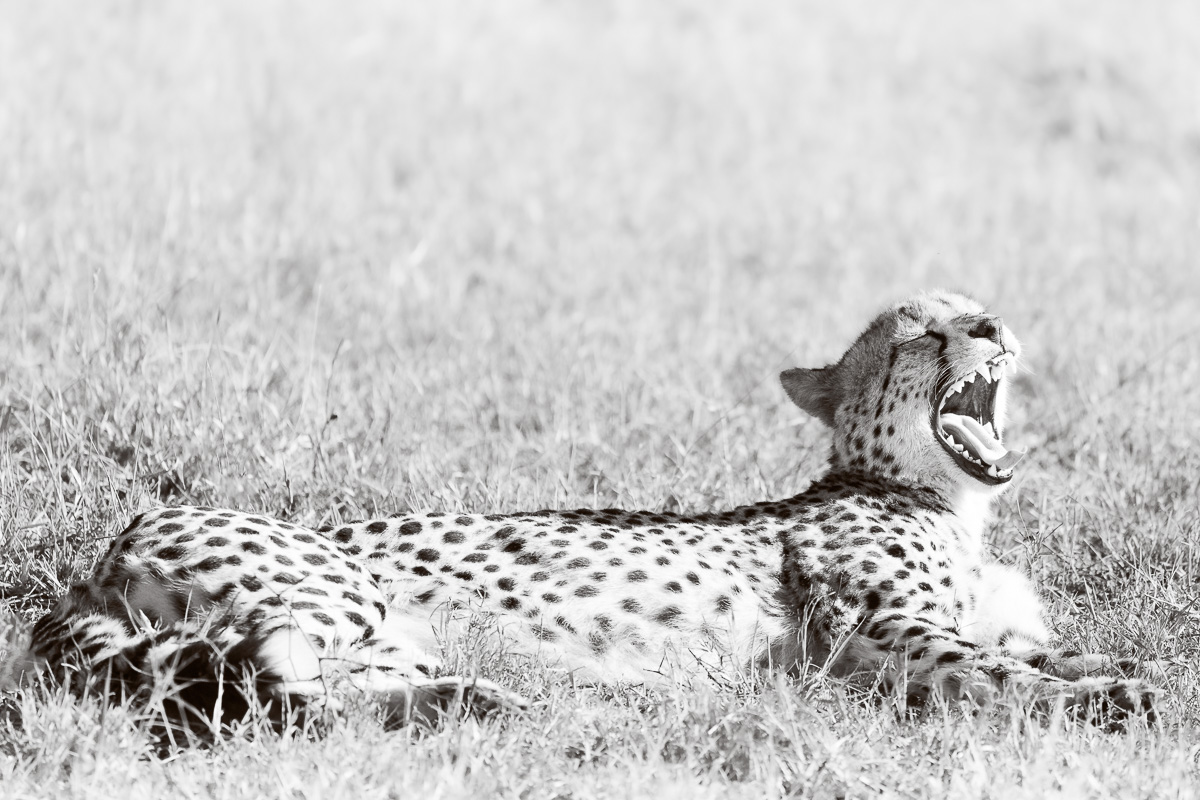 A cheetah yawns mid-rest, revealing its jaws against the open grassland.