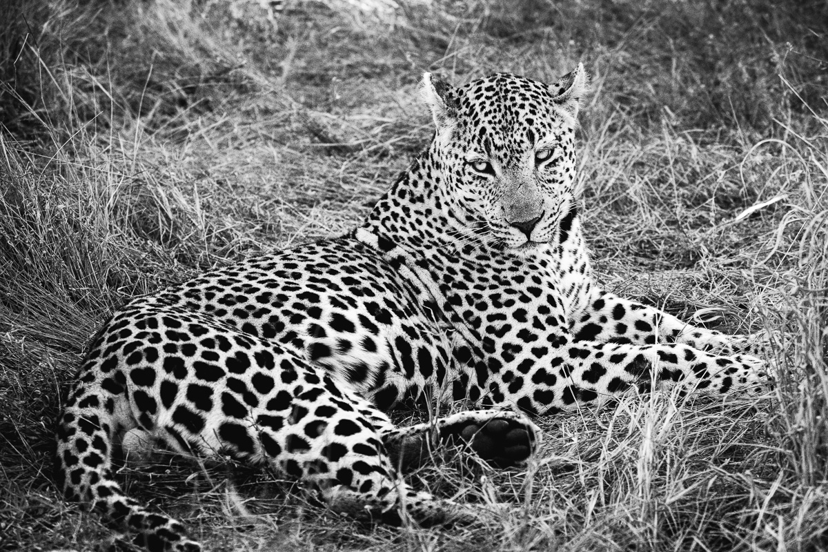 A leopard reclines in the grass, its spotted coat dissolving into shadow.