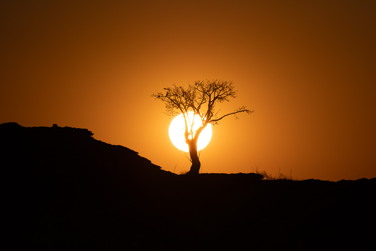 A lone tree cradles the setting sun on a Namibian ridge.