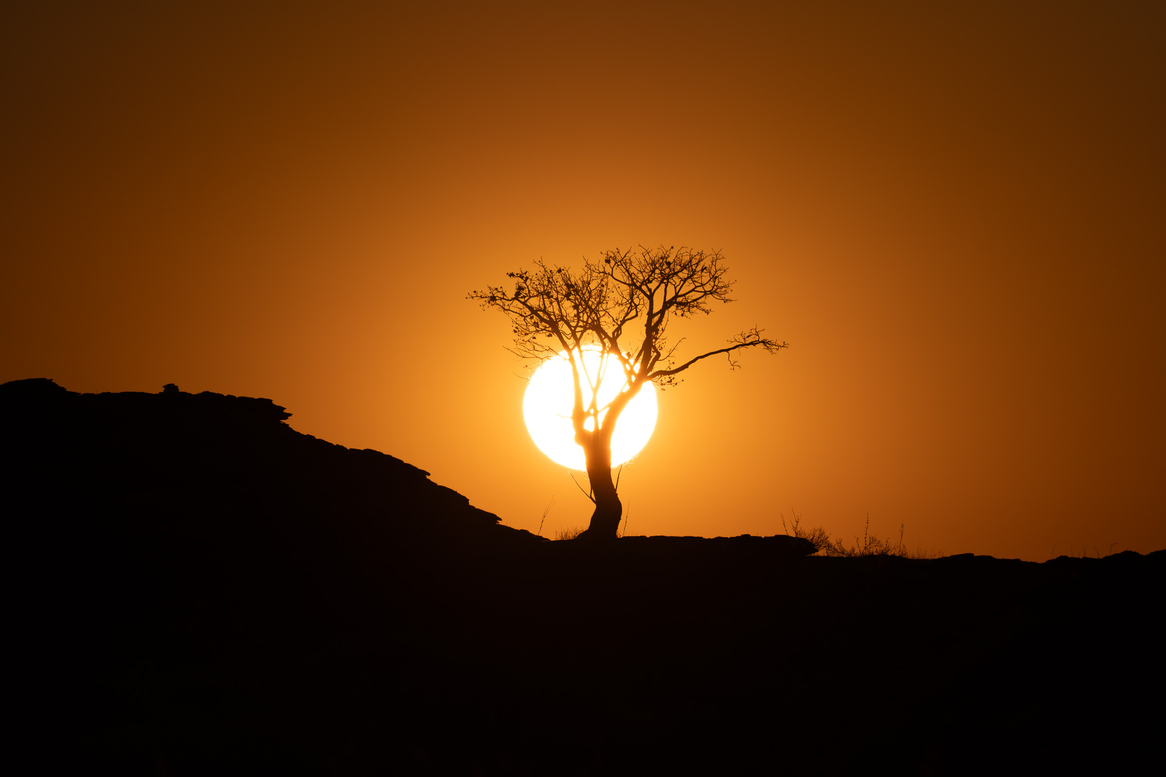 A lone tree cradles the setting sun on a Namibian ridge.