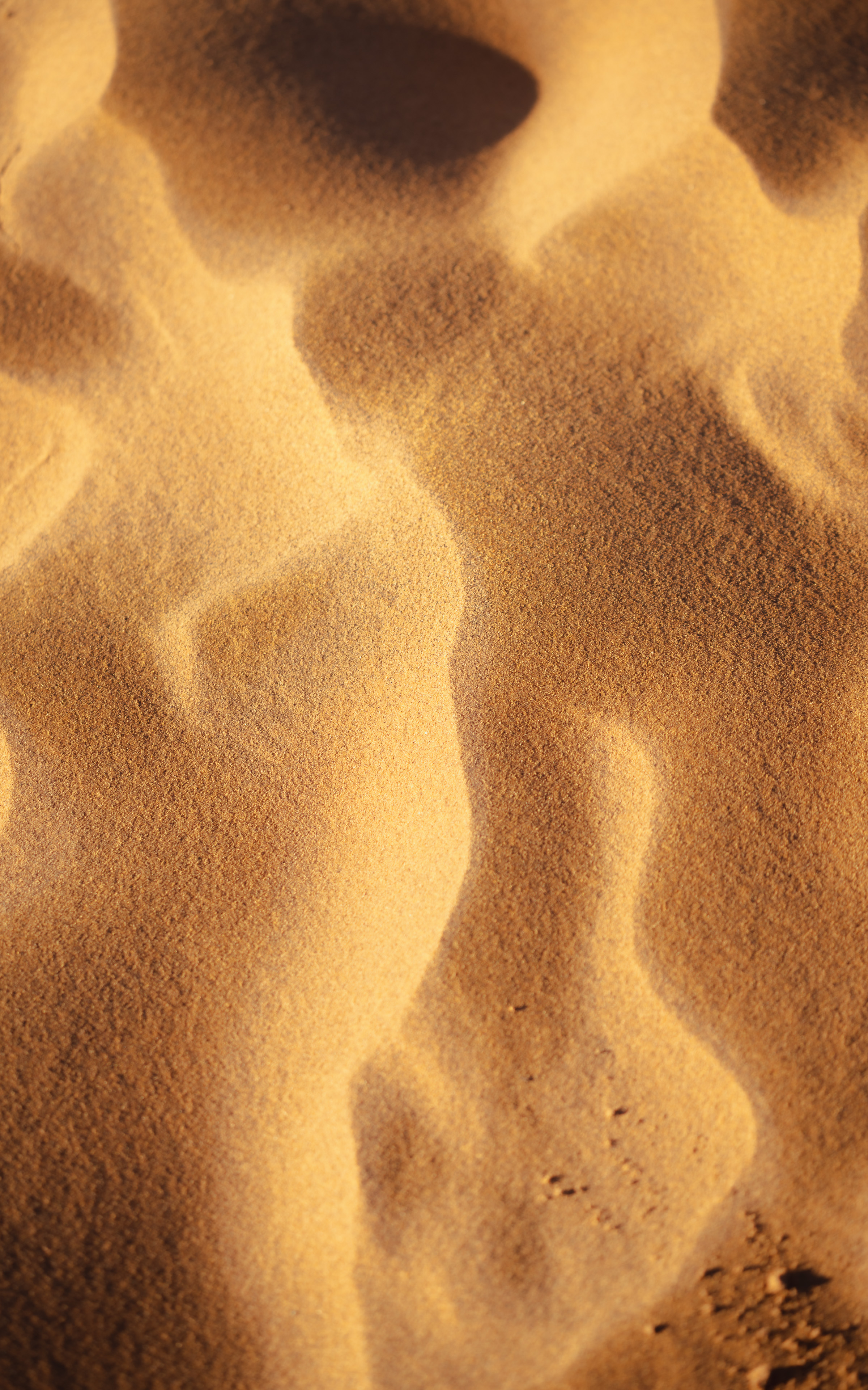 Wind-sculpted sand ripples glow golden in warm desert light.