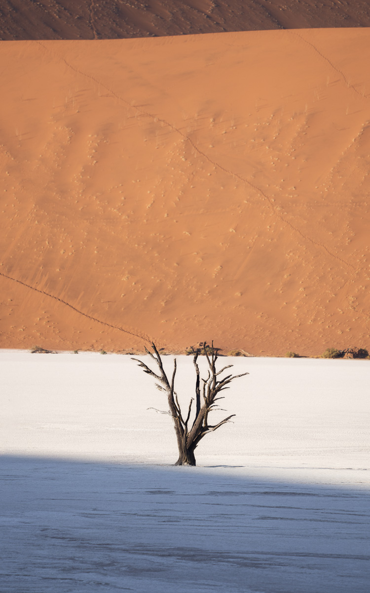 Ancient camel thorn skeleton stands against Deadvlei's towering orange dune.