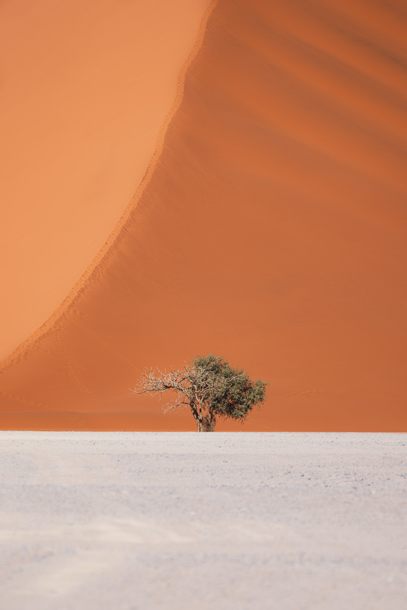 A solitary tree stands defiant before the sweeping curve of a red dune.