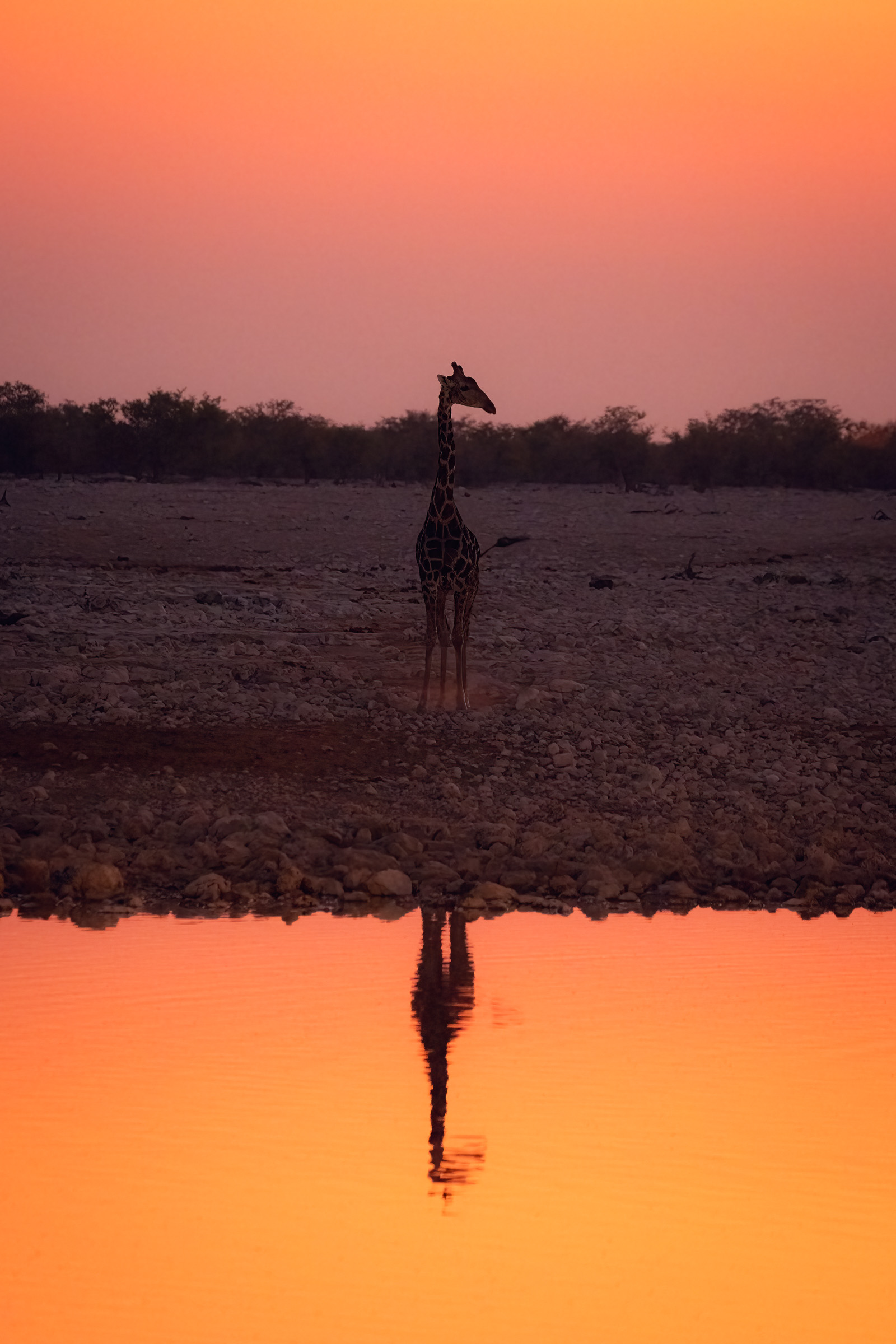 A giraffe stands at a waterhole at sunset, its silhouette mirrored in the glowing orange water.
